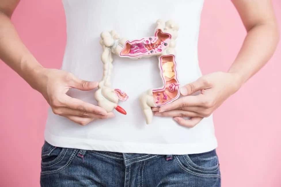 A plastic model of the body's gut